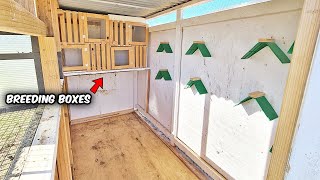 Small Pigeon Loft Ready For Breeding