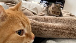 ４日ぶりに愛猫たちと眠ったら、朝幸せが訪れました。