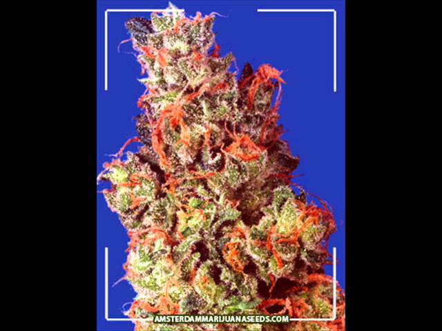 Watch Lets get stoned - Wize guy and Doobyis on YouTube Watch Lets get stoned - Wize guy and Doobyis on YouTube