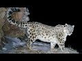 Powerful Snow Leopard Lets Out a Mighty Squeak