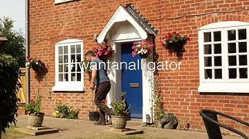 David Doody - #iwantanalligator