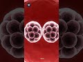 Identical Twins Fertilization: How One Egg Becomes TWO Cell (3D Split) #3danimation #pregnancy