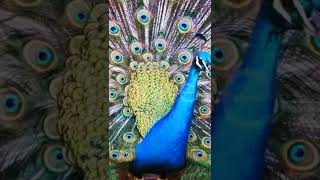Peacock Video 