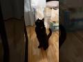 紐で遊びたい短足な黒猫さん
