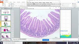 Morfometria do intestino com ImageJ
