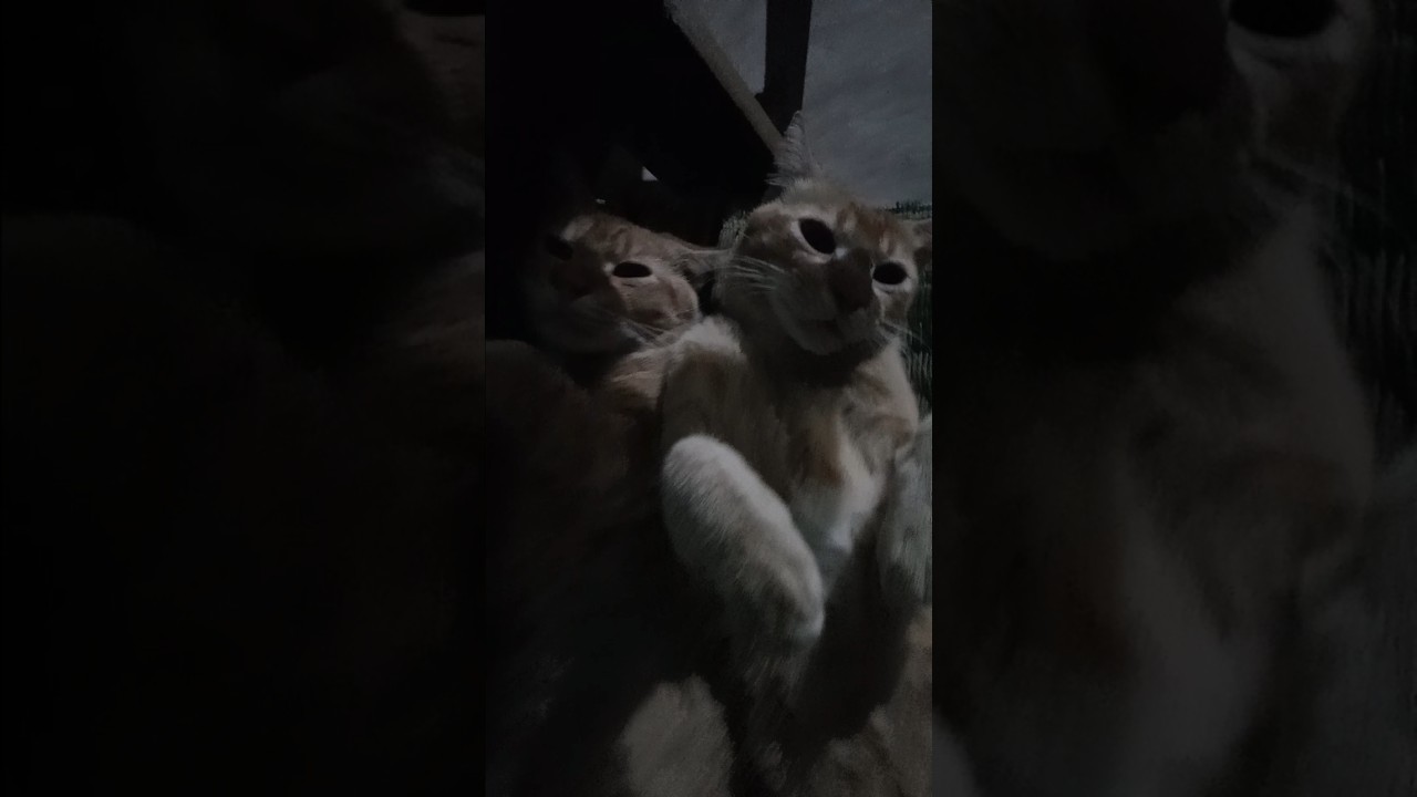 cat 5 - YouTube