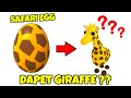 Buka Safari Egg Bisa Dapet Pet Legendary di Adopt Me?? - Roblox Indonesia