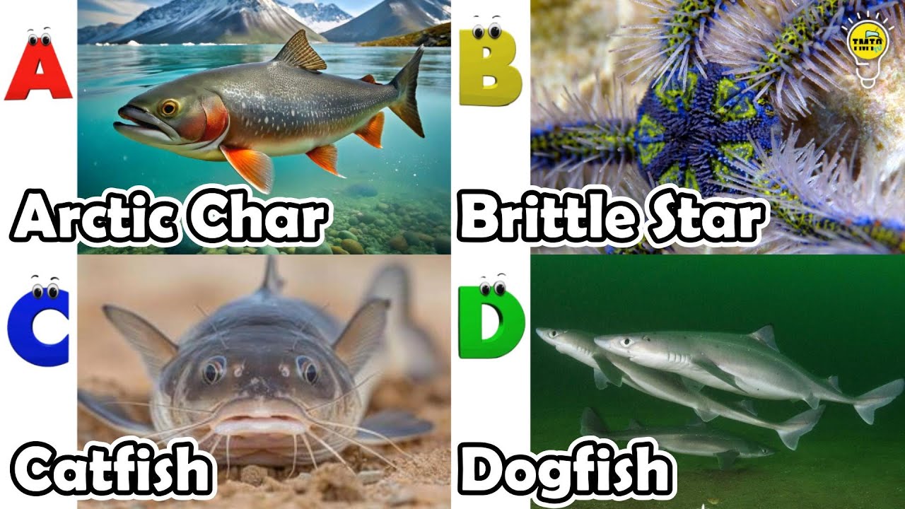 Милые морские животные | Изучение животных по алфавиту | Песенка про морских животных по алфавиту...