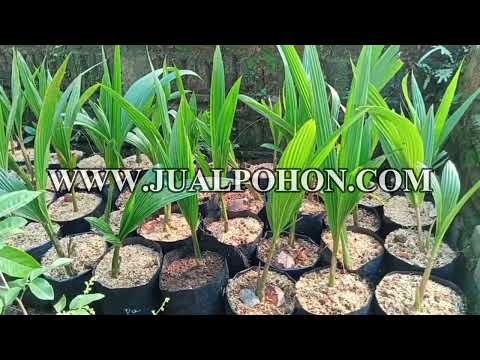 Mulailah Pertanian Anda dengan Bibit Kelapa Pandan Wangi Terbaik!