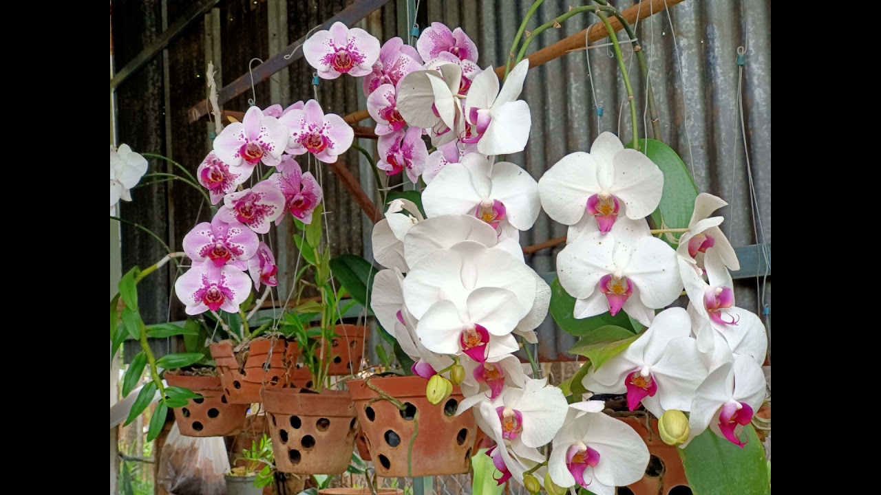 âm ru giữ chim cực tốt dành cho nhà Yến. @YẾNSÀODUYTÂN