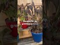 NEW GARDENER MISTAKES. I was too late! 😱🥶#garden update#greenhouseupdate #bananas#newgardener