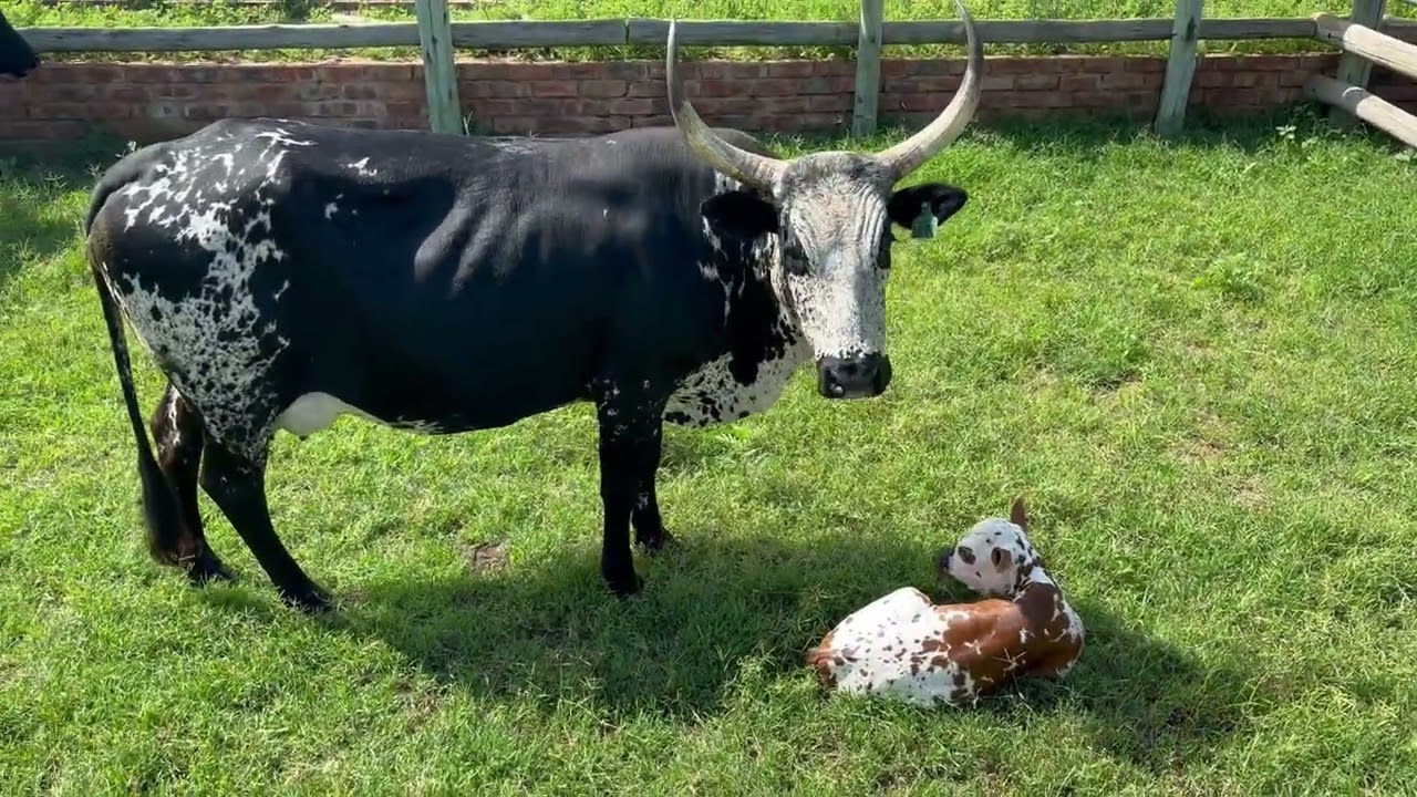 Nguni Cattle: Reproductive potential of the adapted Nguni