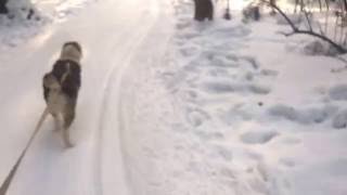 Тренировка Собаки Алабай бульдозер щенки Тренировка Собаки Алабай бульдозер щенки
