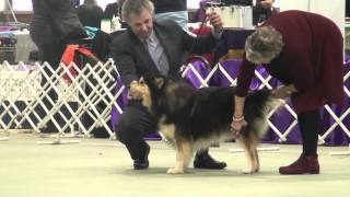 FLCV Inaugural Finnish Lapphund Champ Show - Veteran Dog by Team Pawformance 283 views 11 years ago 10 minutes, 31 seconds