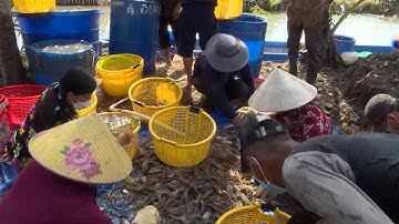 NÔNG DÂN THỚI BÌNH THU HOẠCH TÔM CÀNG XANH