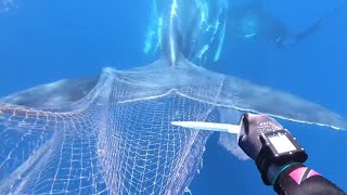 Une jeune baleine demande de l'aide à des plongeurs pour retirer le filet de peche qui l'a piégée