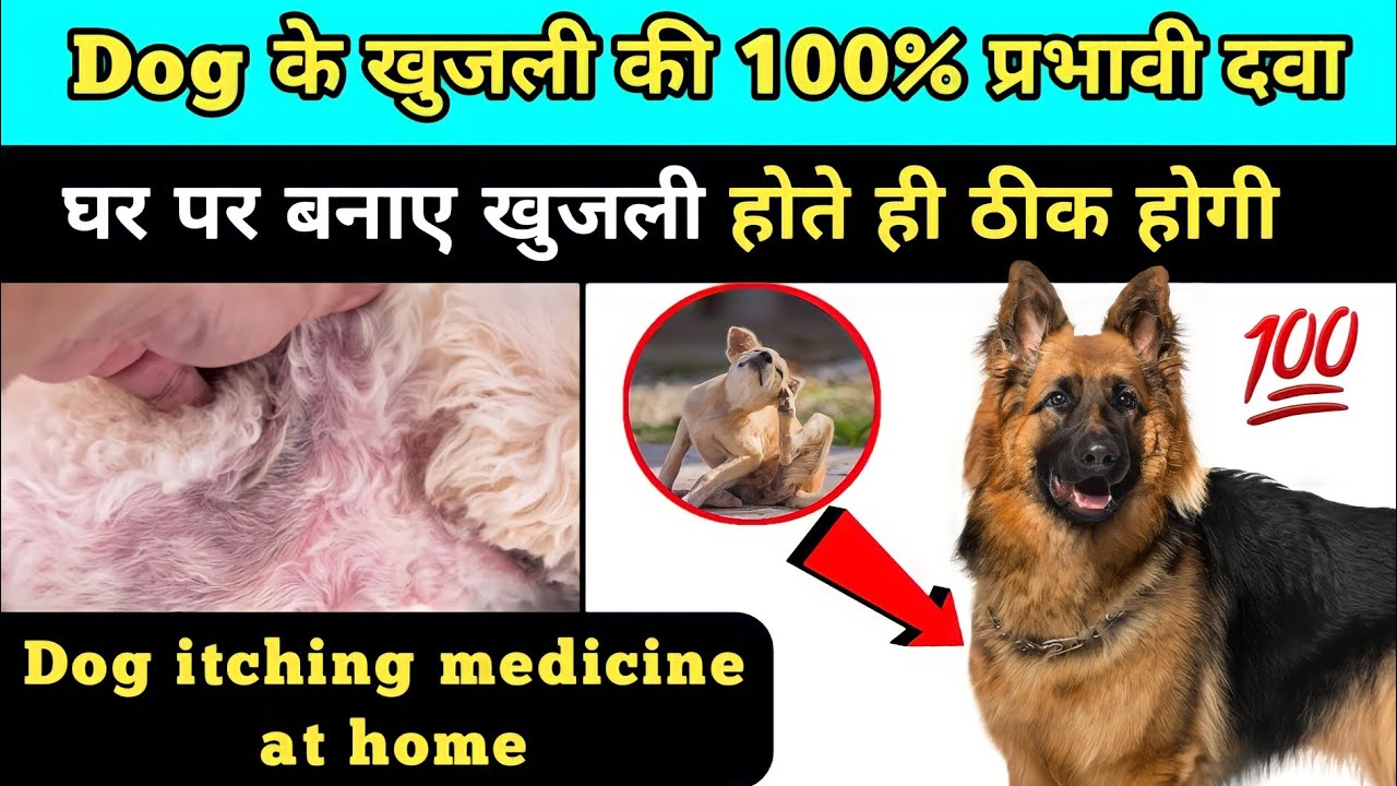 कुत्ते की खुजली का घरेलू इलाज Dog itching home remedies Dog ke
