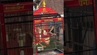 BURUNG SIKATAN LONDO GACOR #burung #kicaumania #sikatanlondo