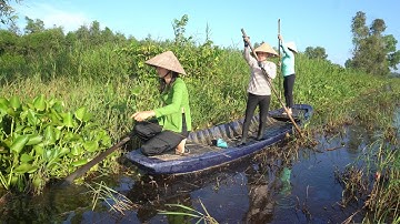 517 / Cắm Câu Cá Lóc Về Nấu Canh Đọt Choại