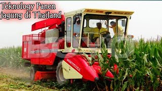 Panen raya komoditi  jagung di thailand