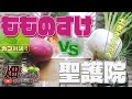 もものすけvs聖護院【こだわりのカブ対決】どっちが大きくて重い？12月の経過観察。＃冬野菜　#聖護院かぶ　#もものすけ　＃ペットボトル　＃木枠　＃干し柿　＃バルコニー緑化　#カブ　 #ベランダ