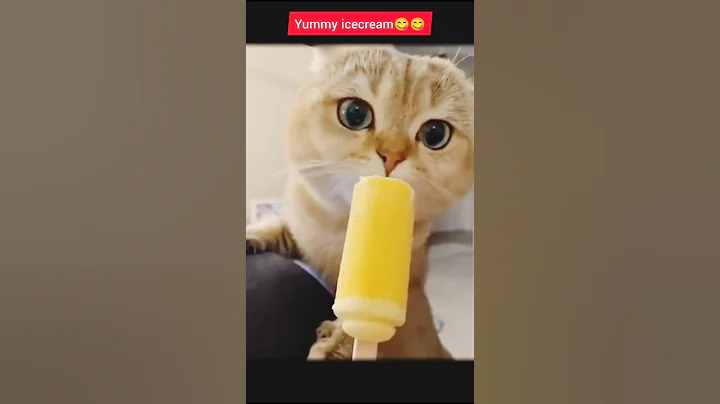 Video 11841591: kitten pets funnycats meow, cat funnycats pets meows, funniest cat kitten meowing, kitten meowing cute funnycats, kitten funny meow pets