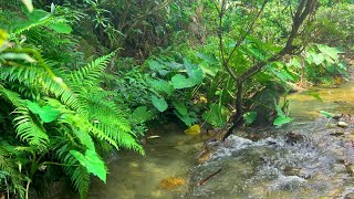 Gentle Stream Sounds for Sleeping, Forest Birds Chirping Nature Sound, 10 Hours of White Noise, ASRM