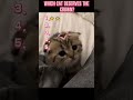 #cat #funnycat #bosscat #catvideo #cats #catlover #catattitude #viralshorts #shorts