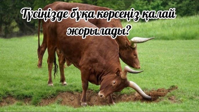 Әйел үстемдігінің порносы 720