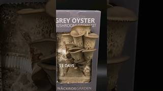 Grey Oyster Mushroom Time-lapse