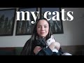 the story of my cats