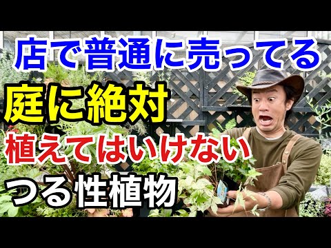 落葉性つる植物の育て方とおすすめ品種【失敗しないコツ】