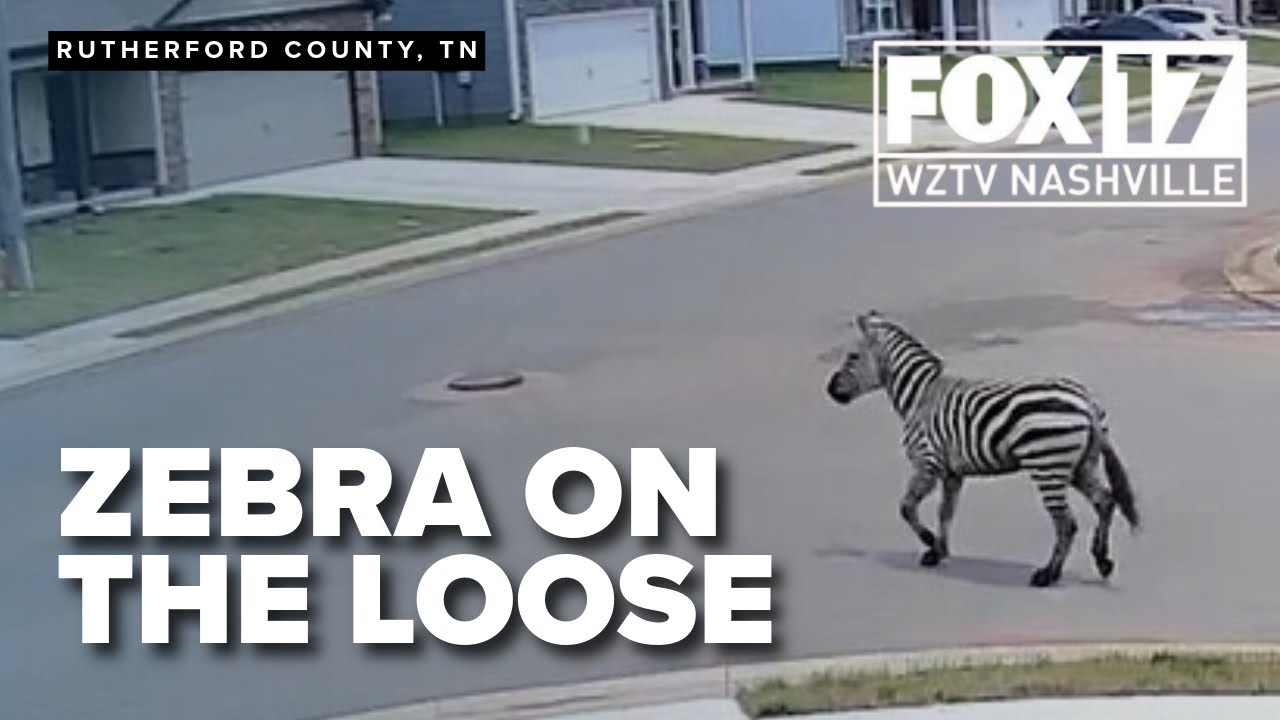A zebra is on the loose in Rutherford County - YouTube