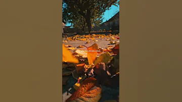 Shawn Mendes Camilla Cabillo Señorita Lyrics Slowed Aesthetic Shorts 