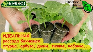 ПОСЕВ ОГУРЦА НА РАССАДУ. Секрет фермеров-огуречников. Сроки и способы, о которых вы и не знали!