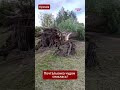 Секунды до трагедии 😱 Ураган в Кричеве снес огромное дерево прямо у домов! #Кричев #ураган #шторм