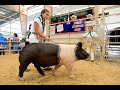 Check out action from california midstate fair junior livestock auction