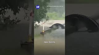 Snappy Reminder To Stay Out Of Floodwaters 9 News Australia