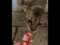 私と出会った愛する動物たち #エミチャンアニマル #猫とカラスの日常 #daily_life_of_cat_and_crow