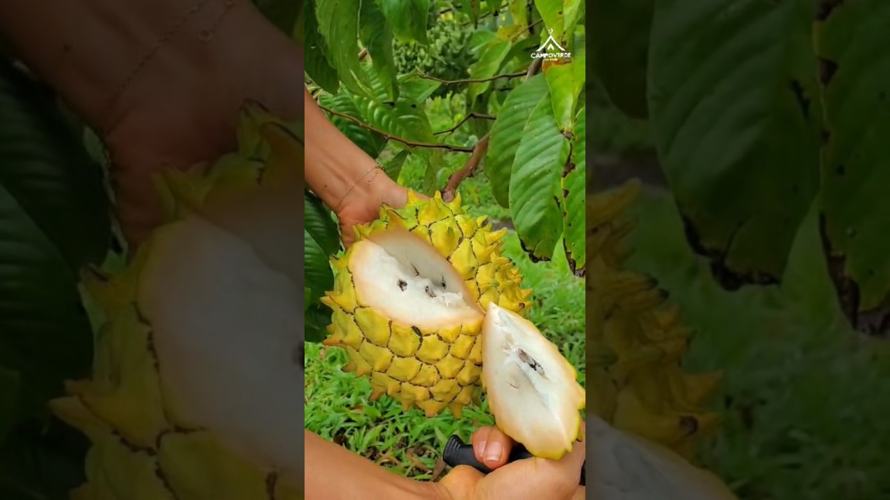 A fruta mais saborosa do mundo, vc conhece o biribá? #viralvideo #frutifera # annona mucosa