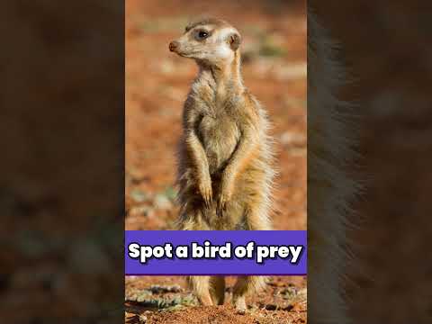 Video: Este suricata mai bună decât pufnitul?