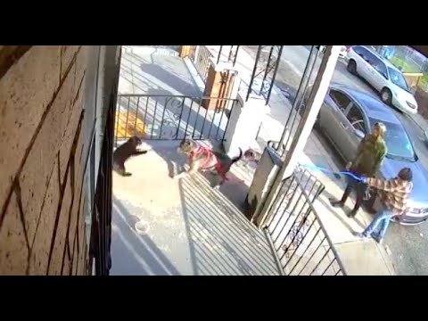 <p>Pennsylvania dog attack</p>