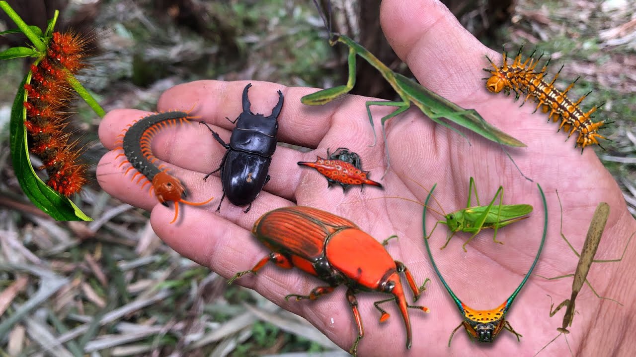 Found stag beetle and red palm beetle‼️catch  demon horned spider, furry caterpillar, praying mantis