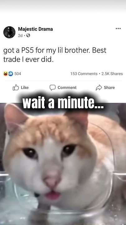 wait a minute #cat #funny #waitaminute #wait #trend