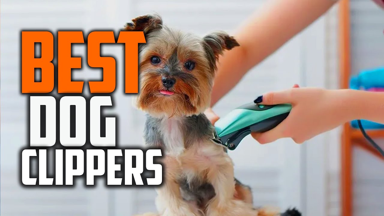 10 Best Professional Pet Grooming Kits (April 2026) Complete Guide