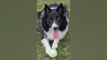 #happiness #dogsoftiktok #bordercollie #bestdog #happydogs #dogtraining #obedience #goodgirl #dogs