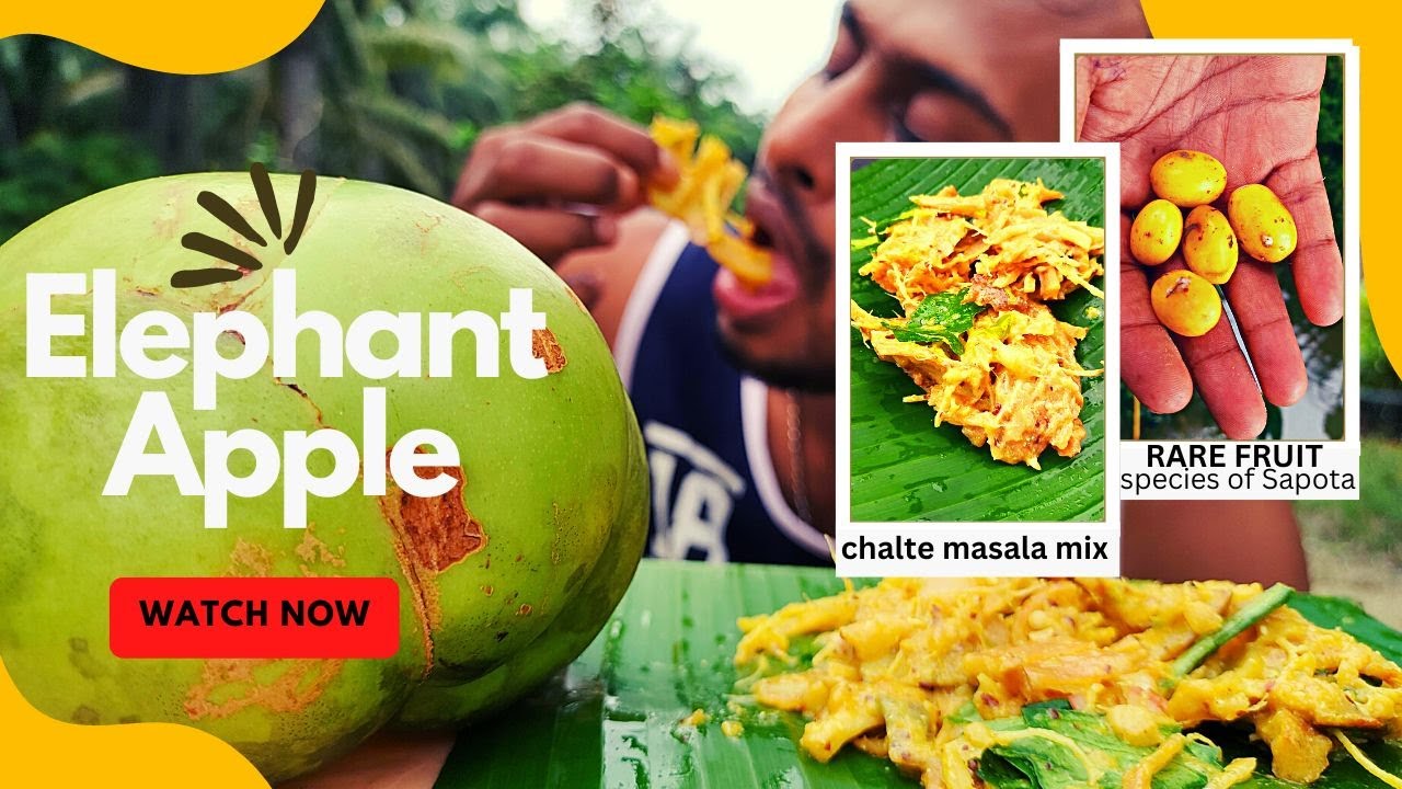 Elephant Apple's achar recipe (Fruit Masala Mix) - Rare Fruit Sapota Species ASMR Village Fruit