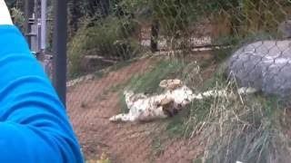 Snow Leopard meets a Pumpkin at San Diego Zoo