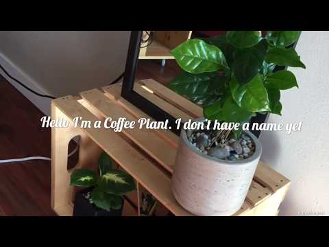 Video: Nhà máy cà phê Houseplants: Cách trồng cây cà phê