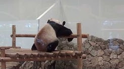 村上歩 Youtube